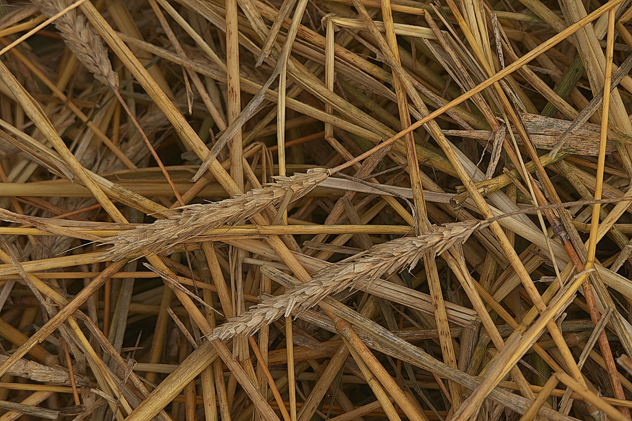 straws  spike  threshed free photo