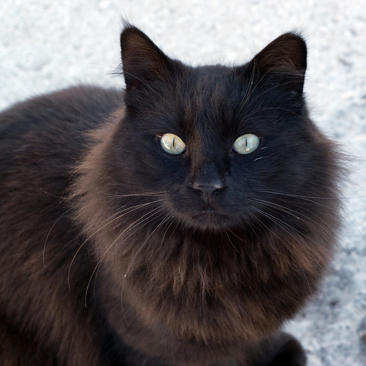 stray  street cat  cat free photo