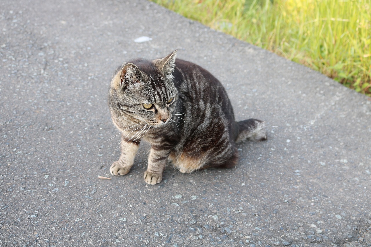 stray cat asphalt turn around free photo