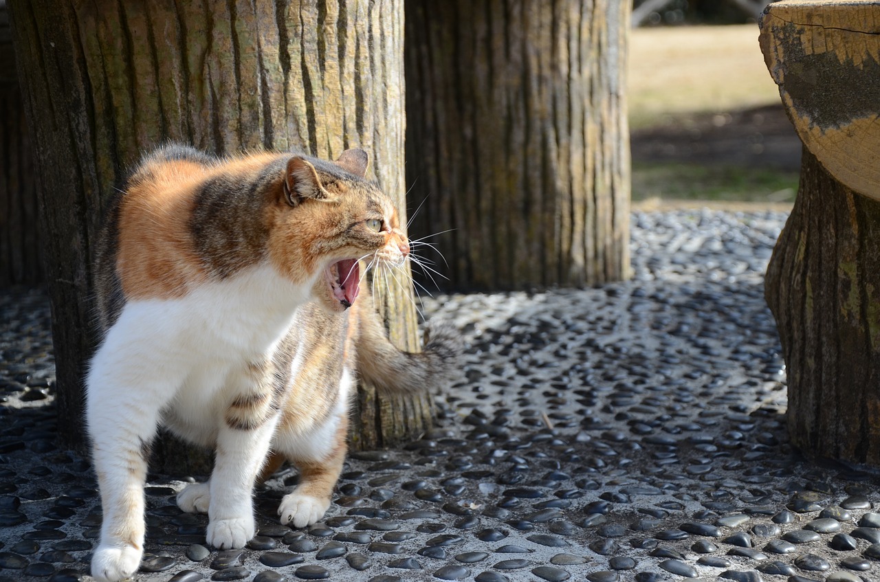 stray cat cat fight free photo