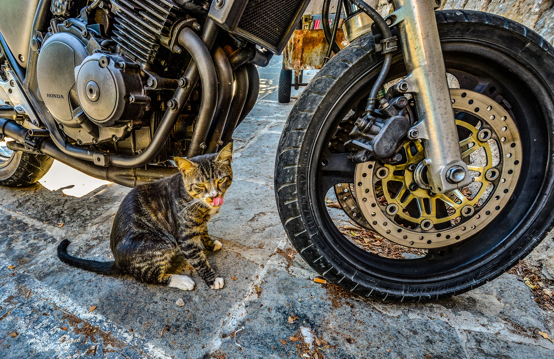 cat motorcycle tongue free photo