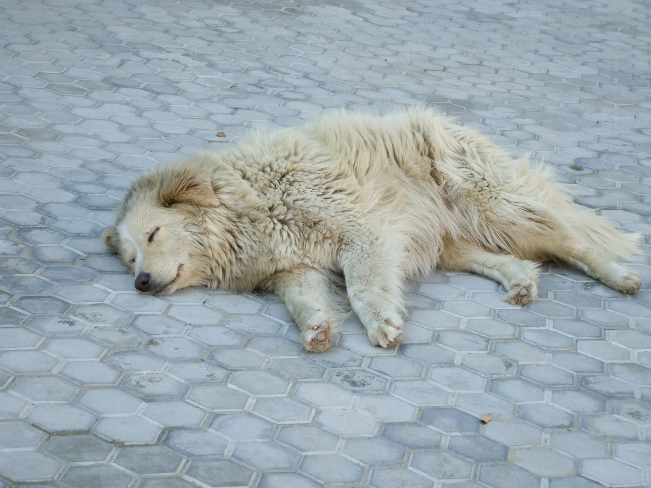 stray dog sleeping dog free photo