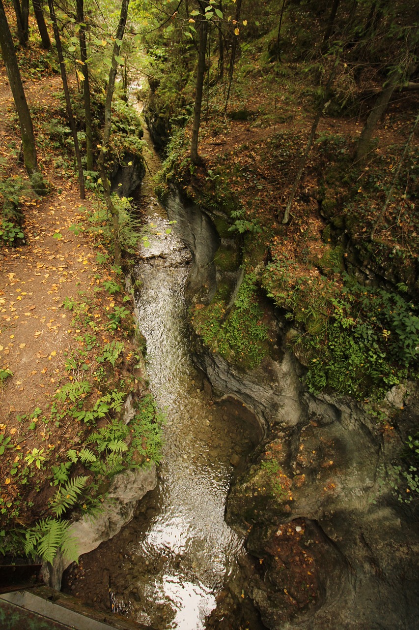 stream forest nature free photo