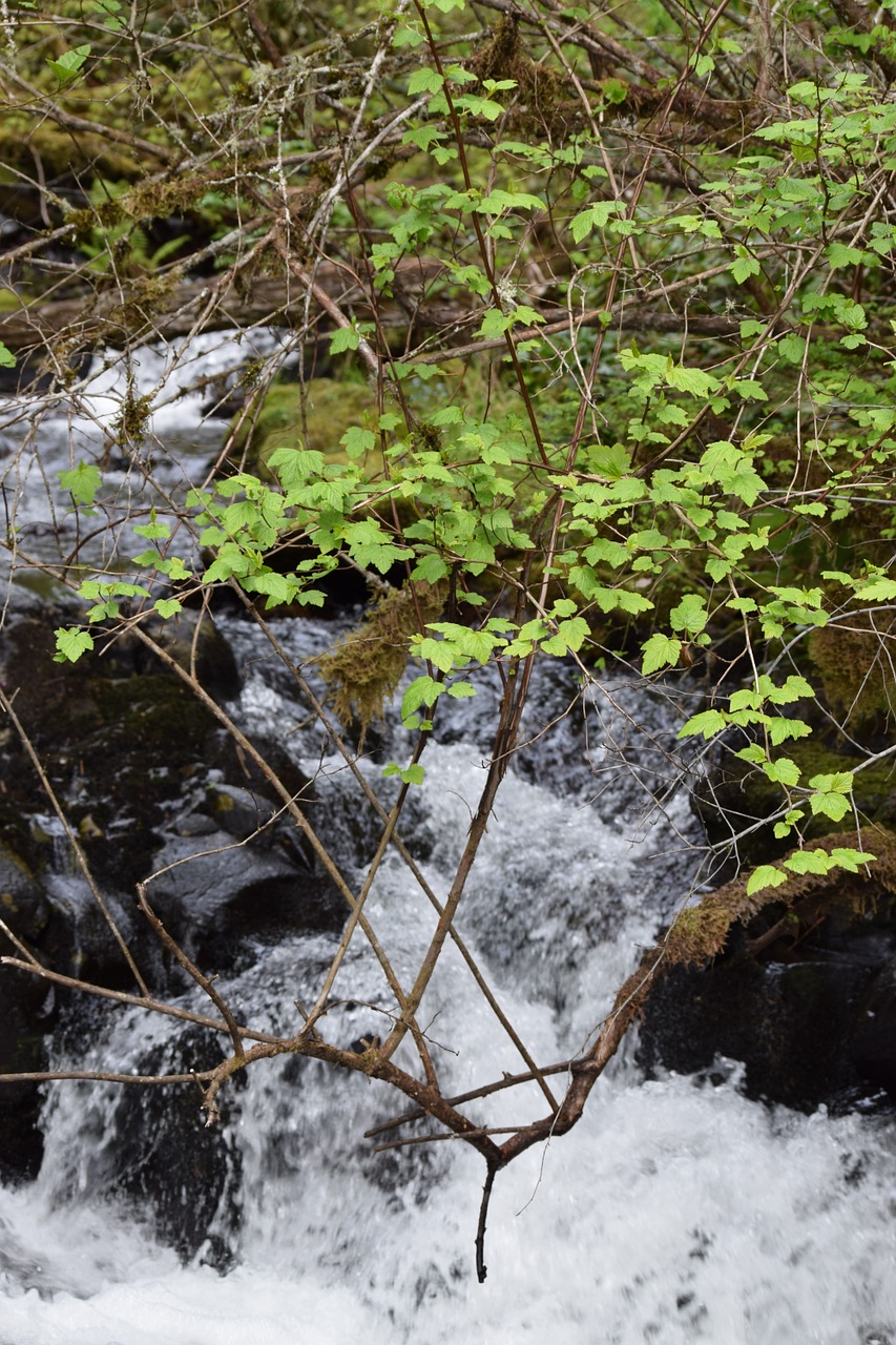 stream splash green free photo