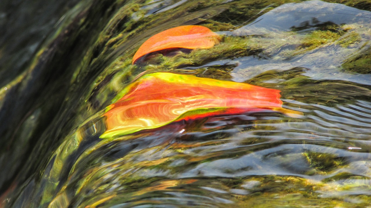 stream water leaves free photo