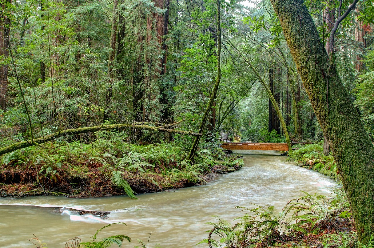 stream flowing water free photo