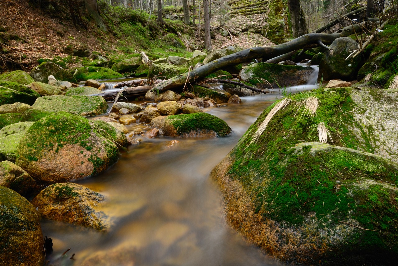 stream torrent forest free photo