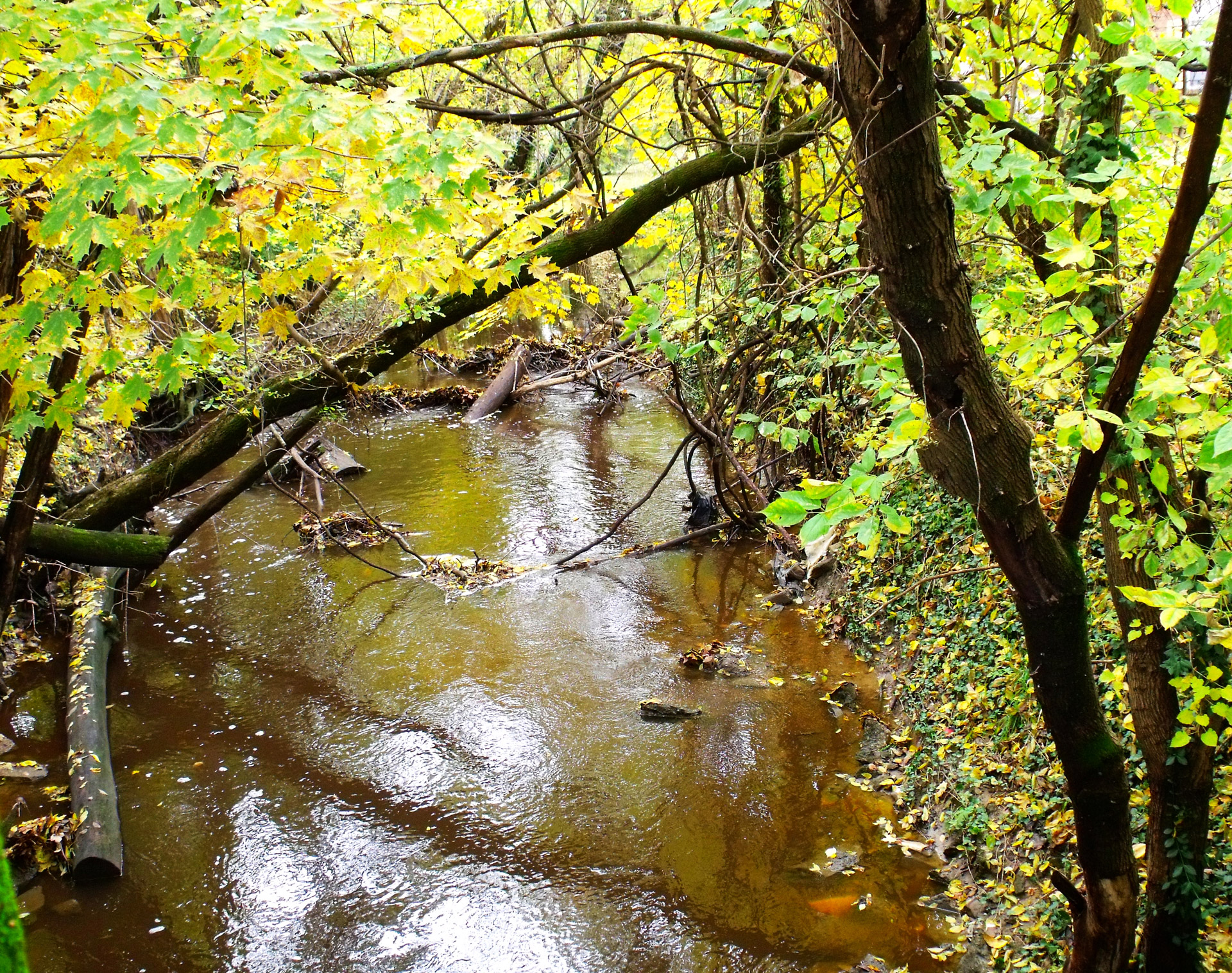 stream trees stream free photo