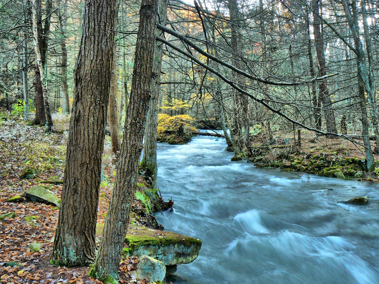 stream forest water free photo