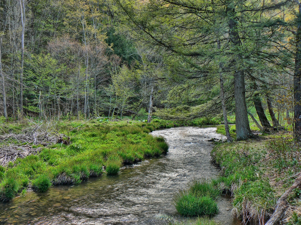 stream forest nature free photo