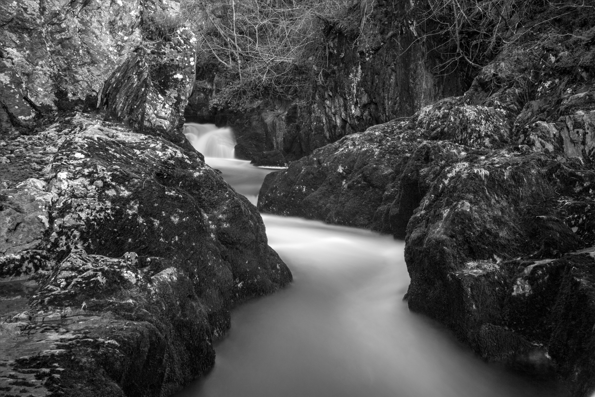 stream forest tree free photo