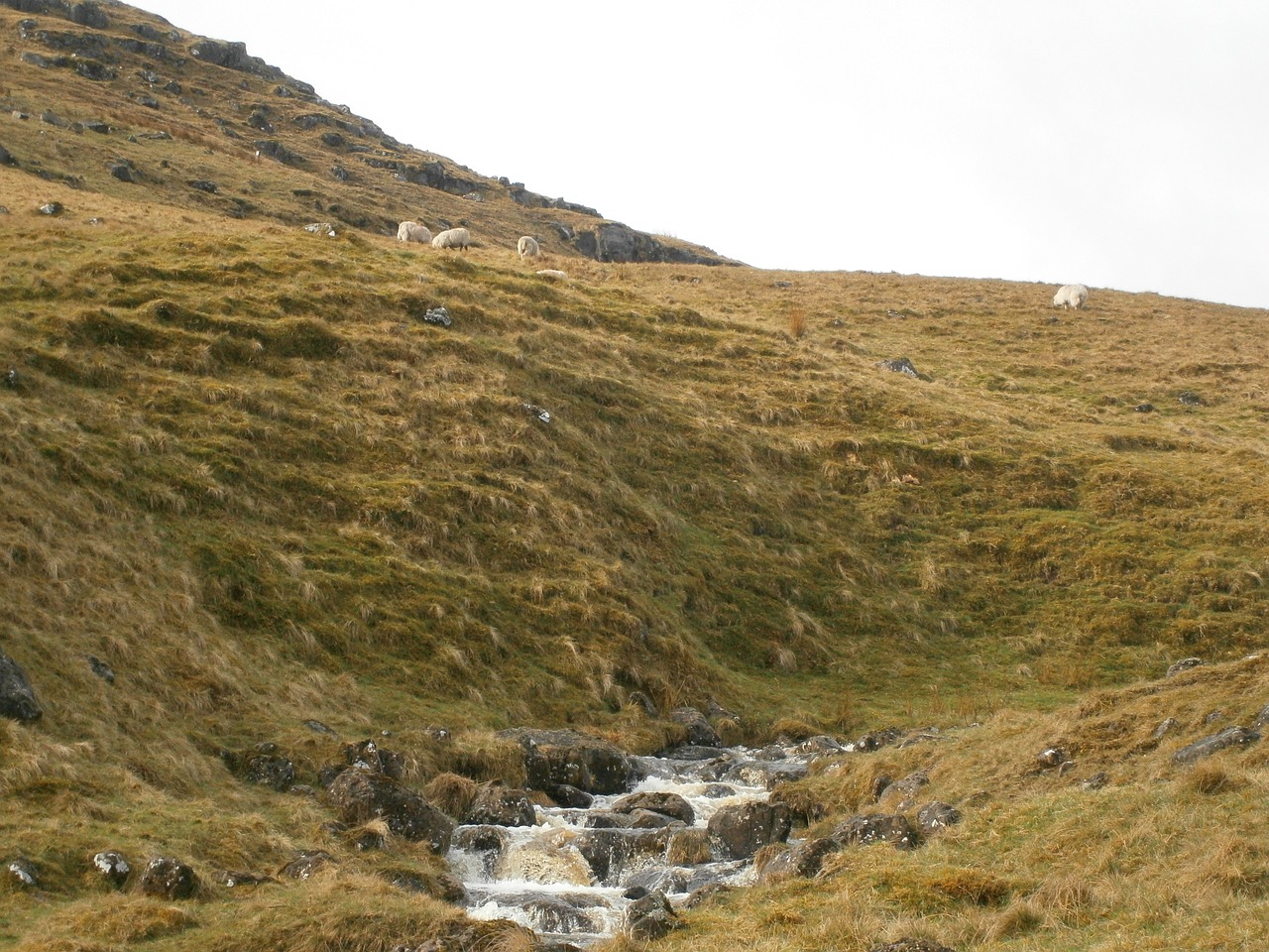 stream hills sheep free photo