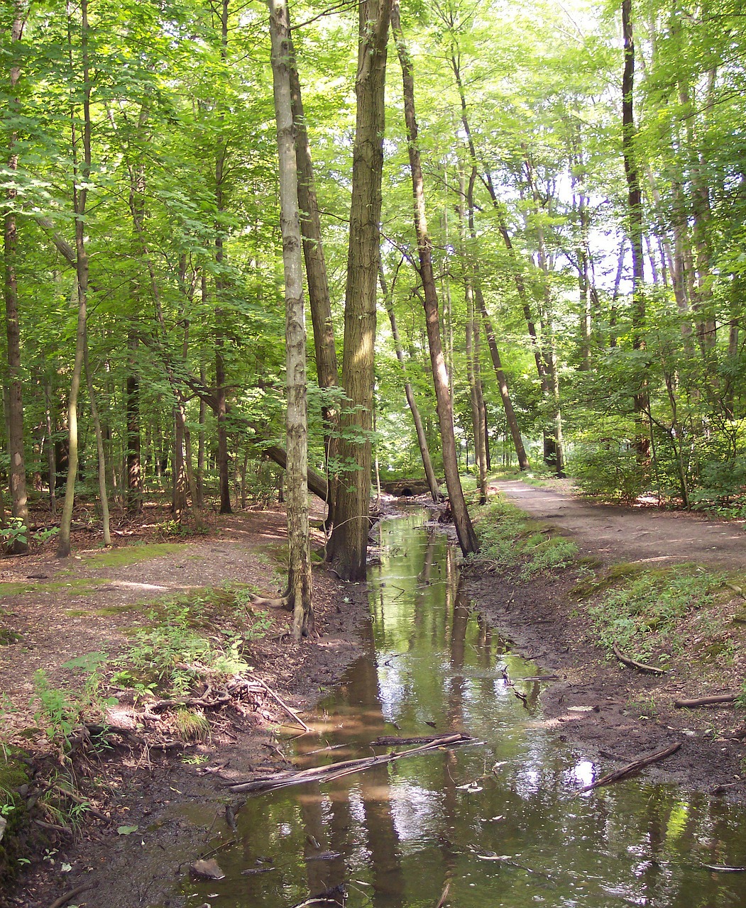 stream creek forest free photo