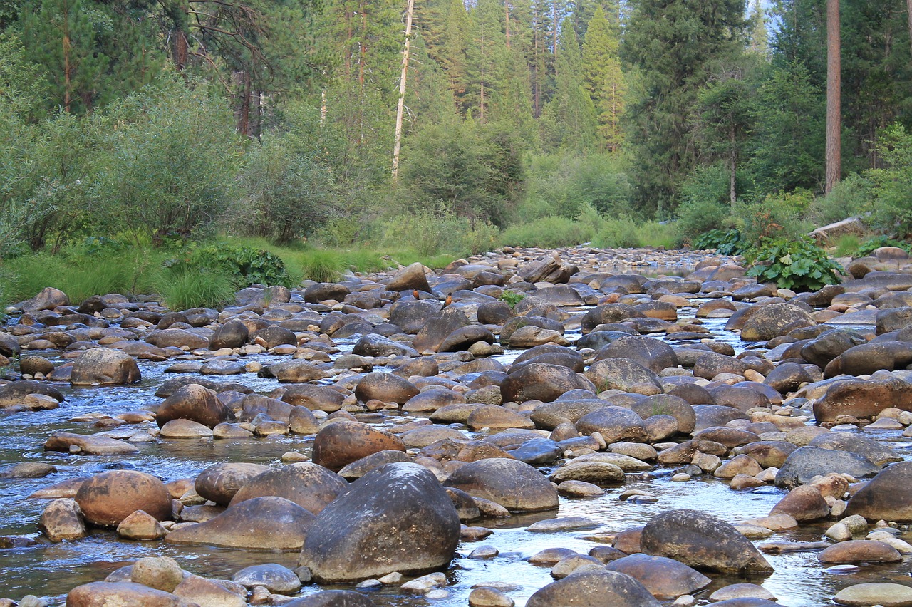 stream rocks forest free photo