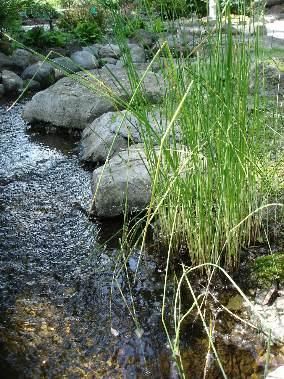 stream grasses creek free photo