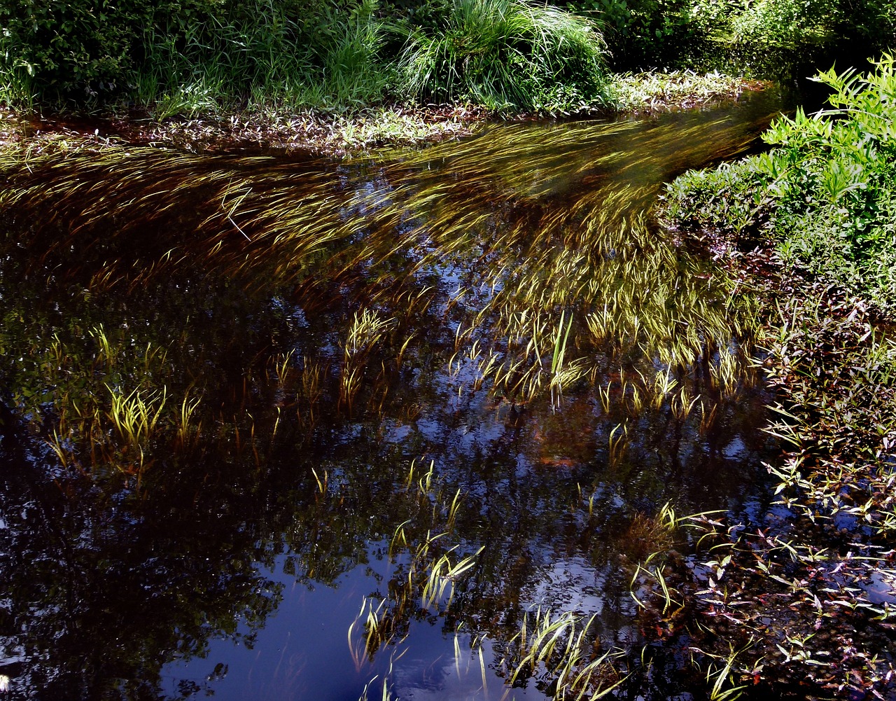 stream brook river free photo