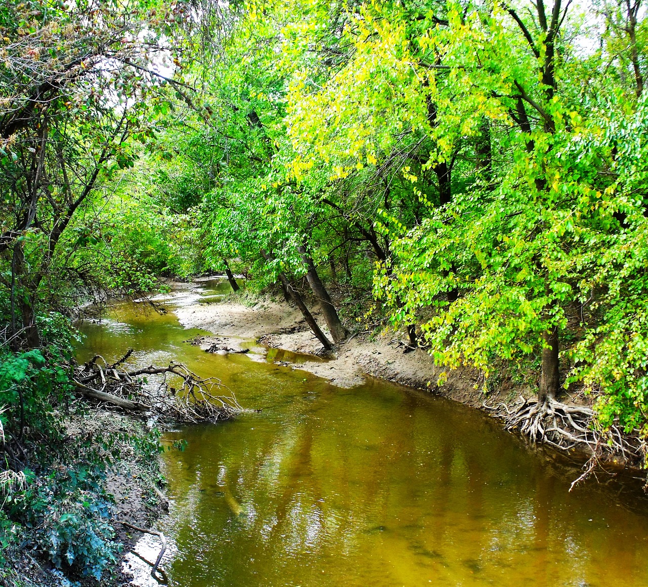 stream river trees free photo