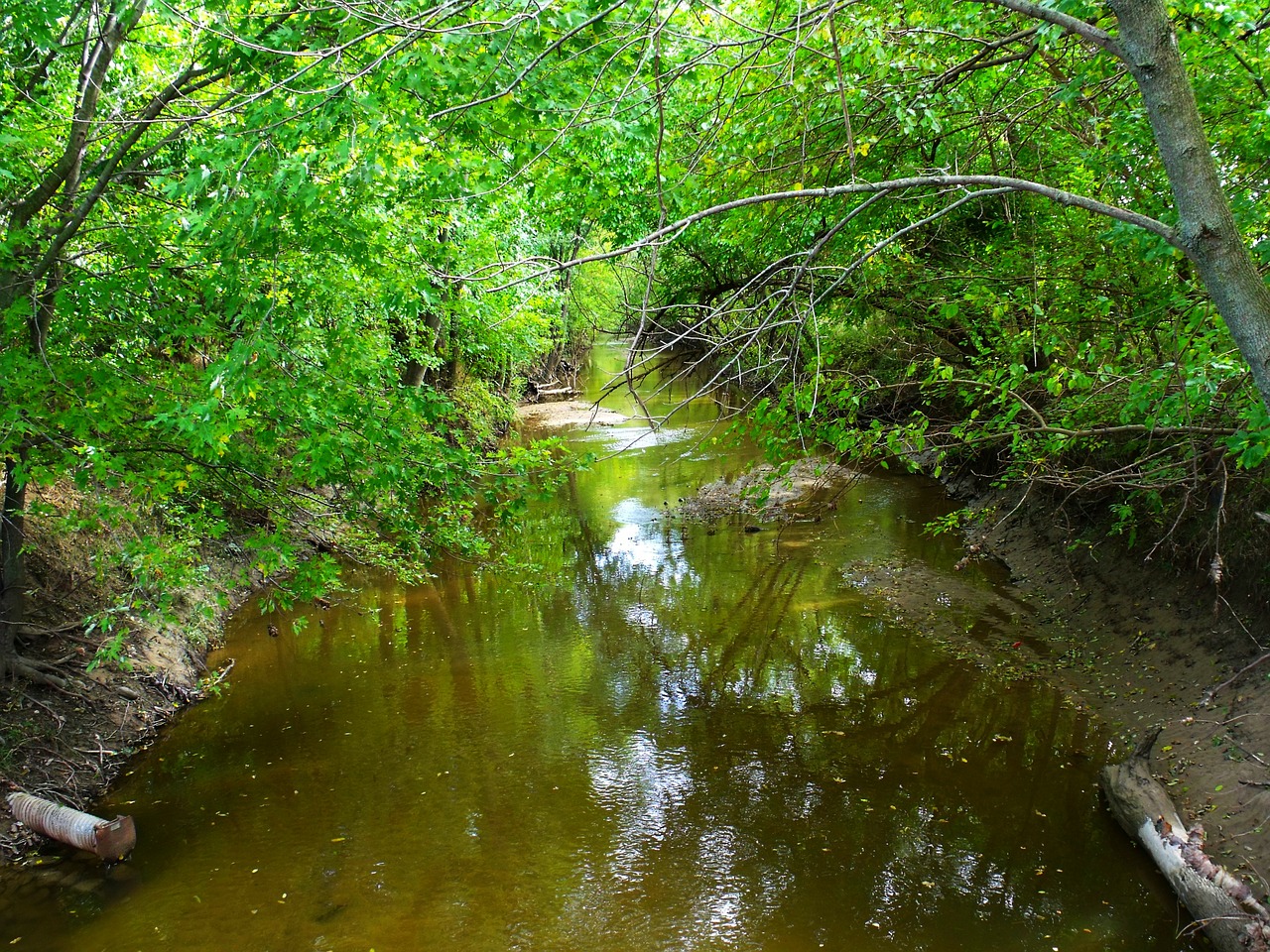 stream river trees free photo