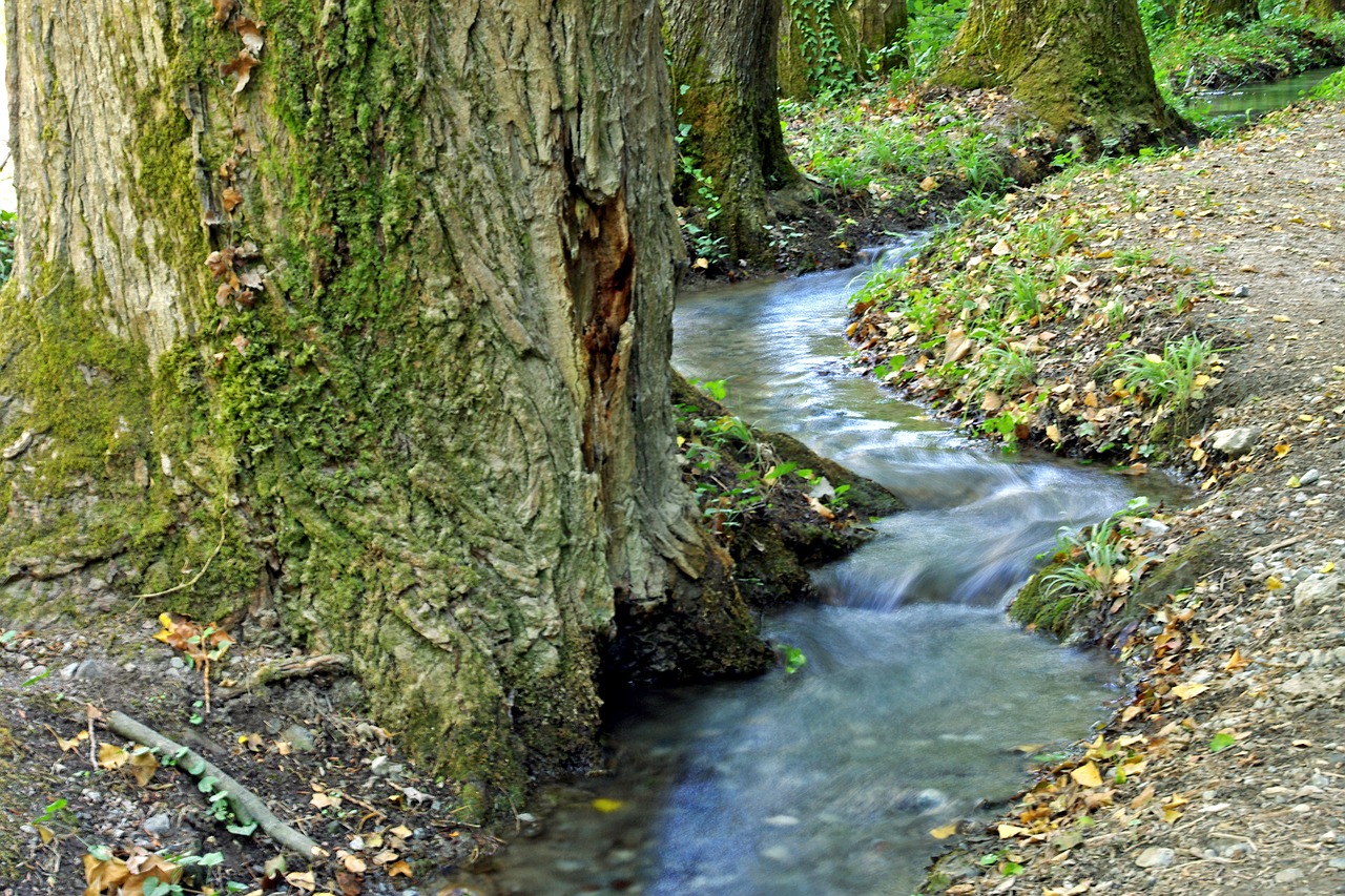 stream water forest free photo