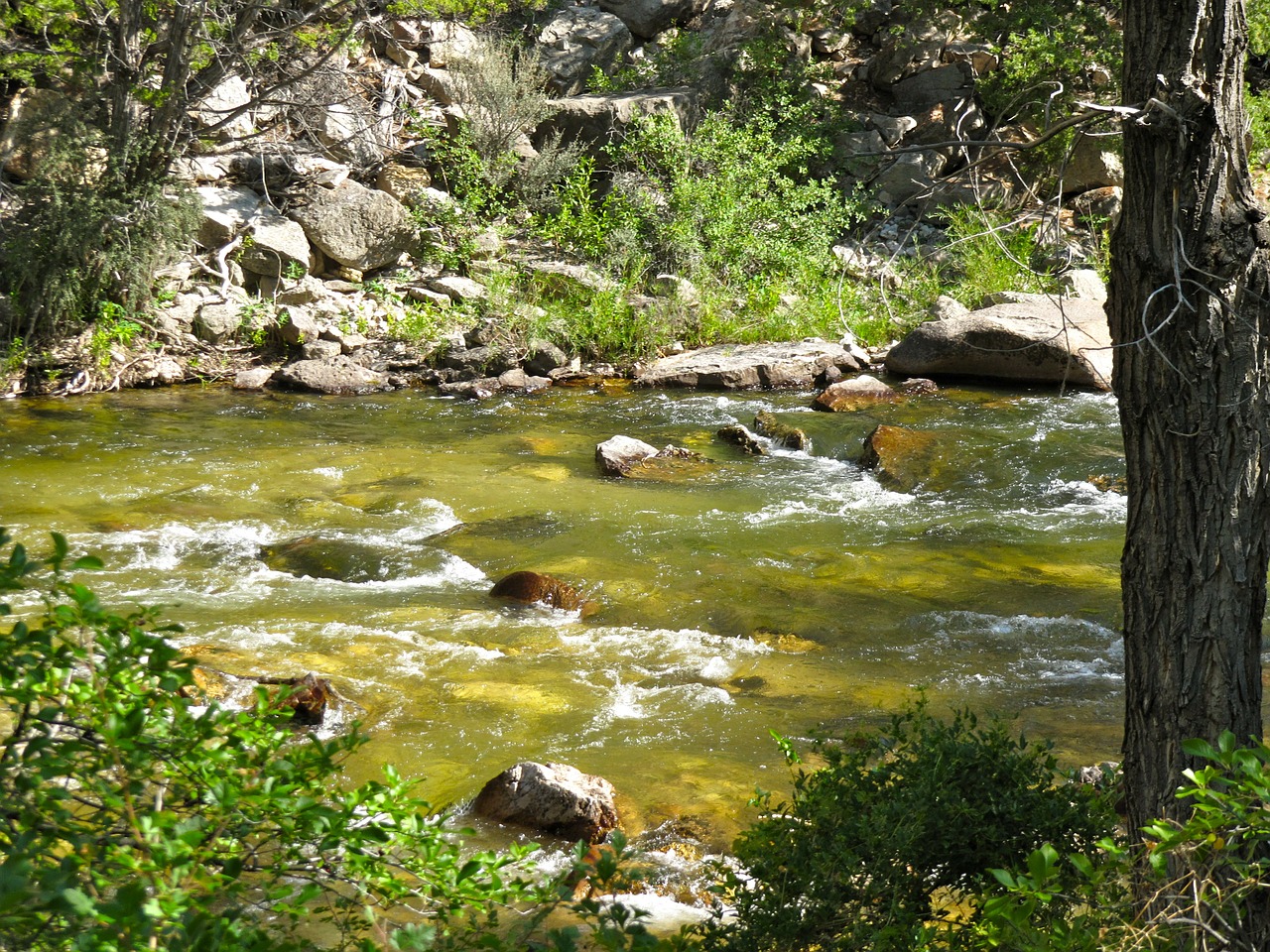 stream creek flowing free photo