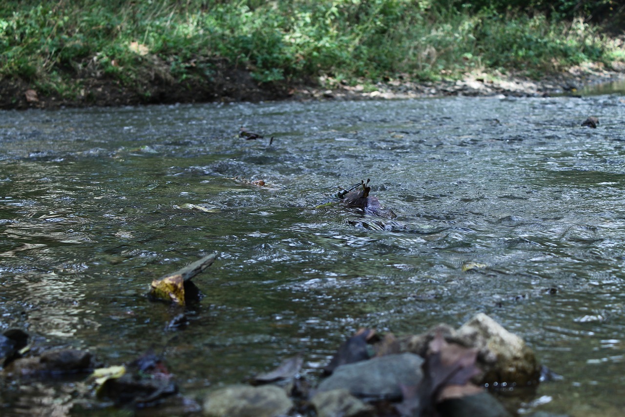 stream river water free photo