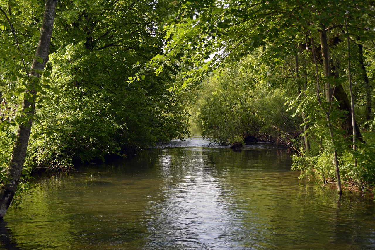 stream  water  forest free photo