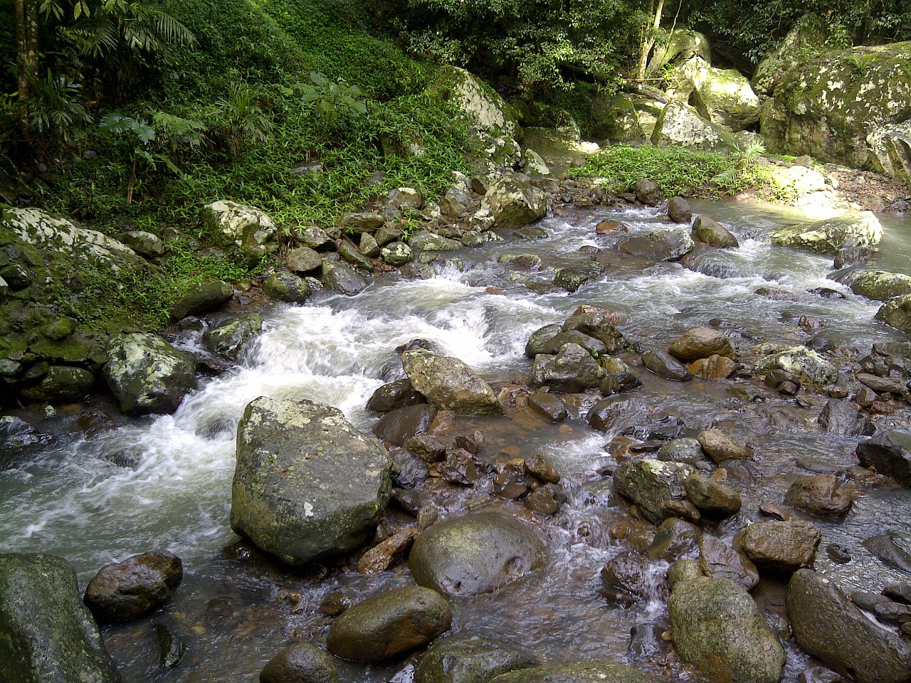 stream creek flowing free photo