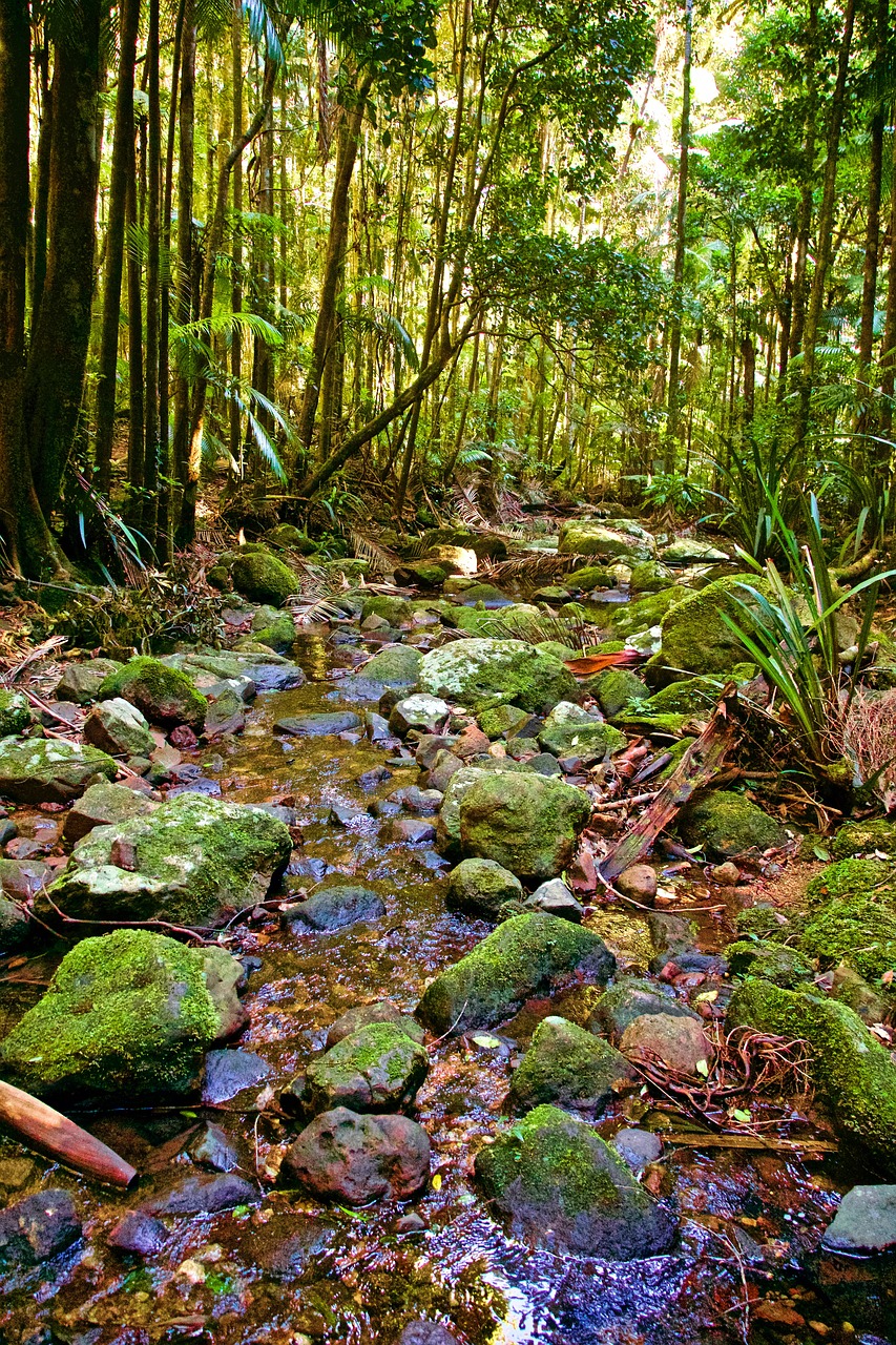 stream  forest  tropical free photo