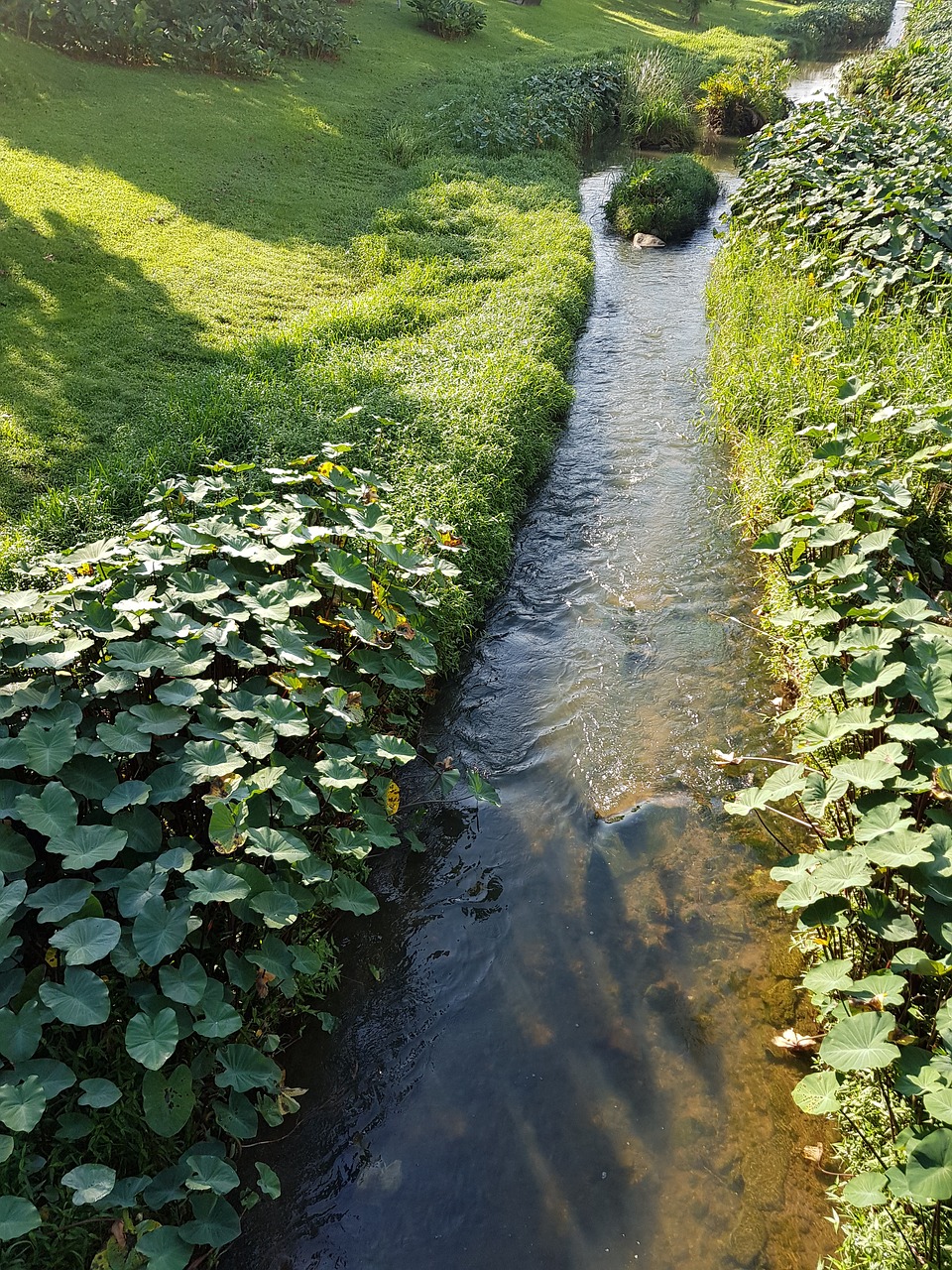 stream  garden  park free photo