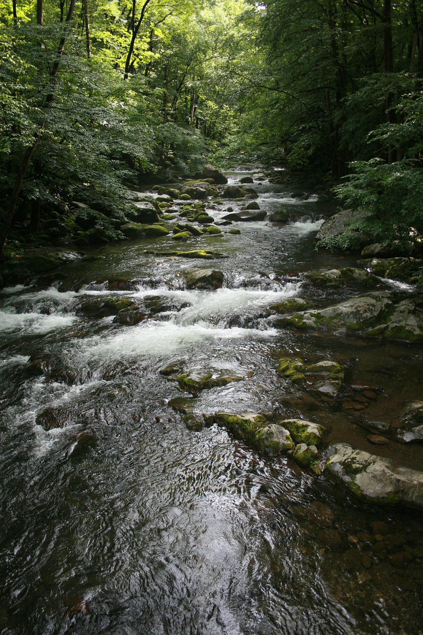 stream forest nature free photo