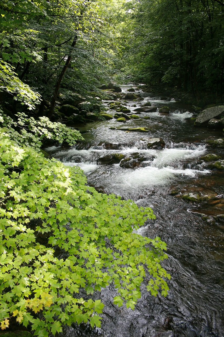 stream forest nature free photo