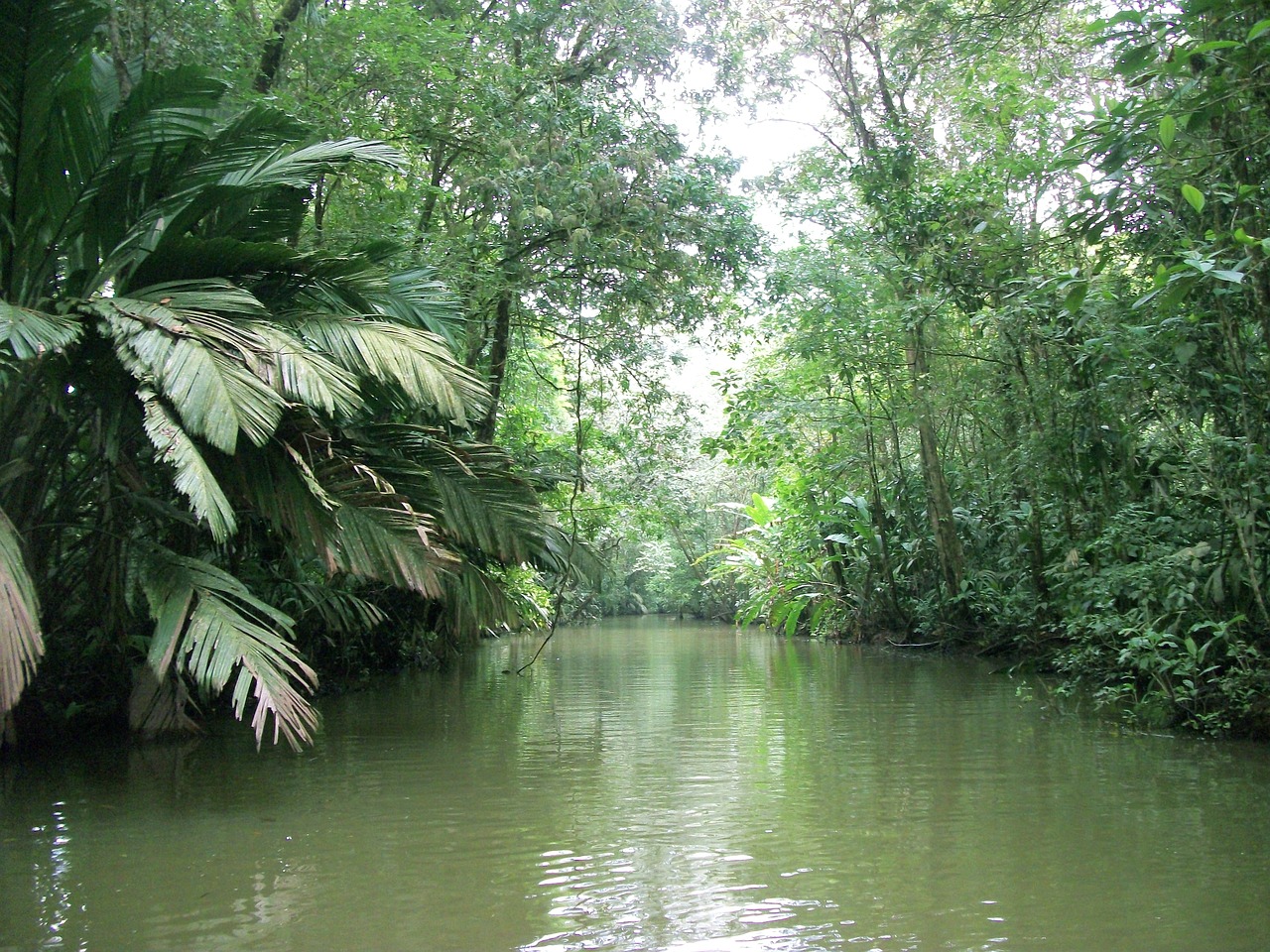 stream  river  nature free photo