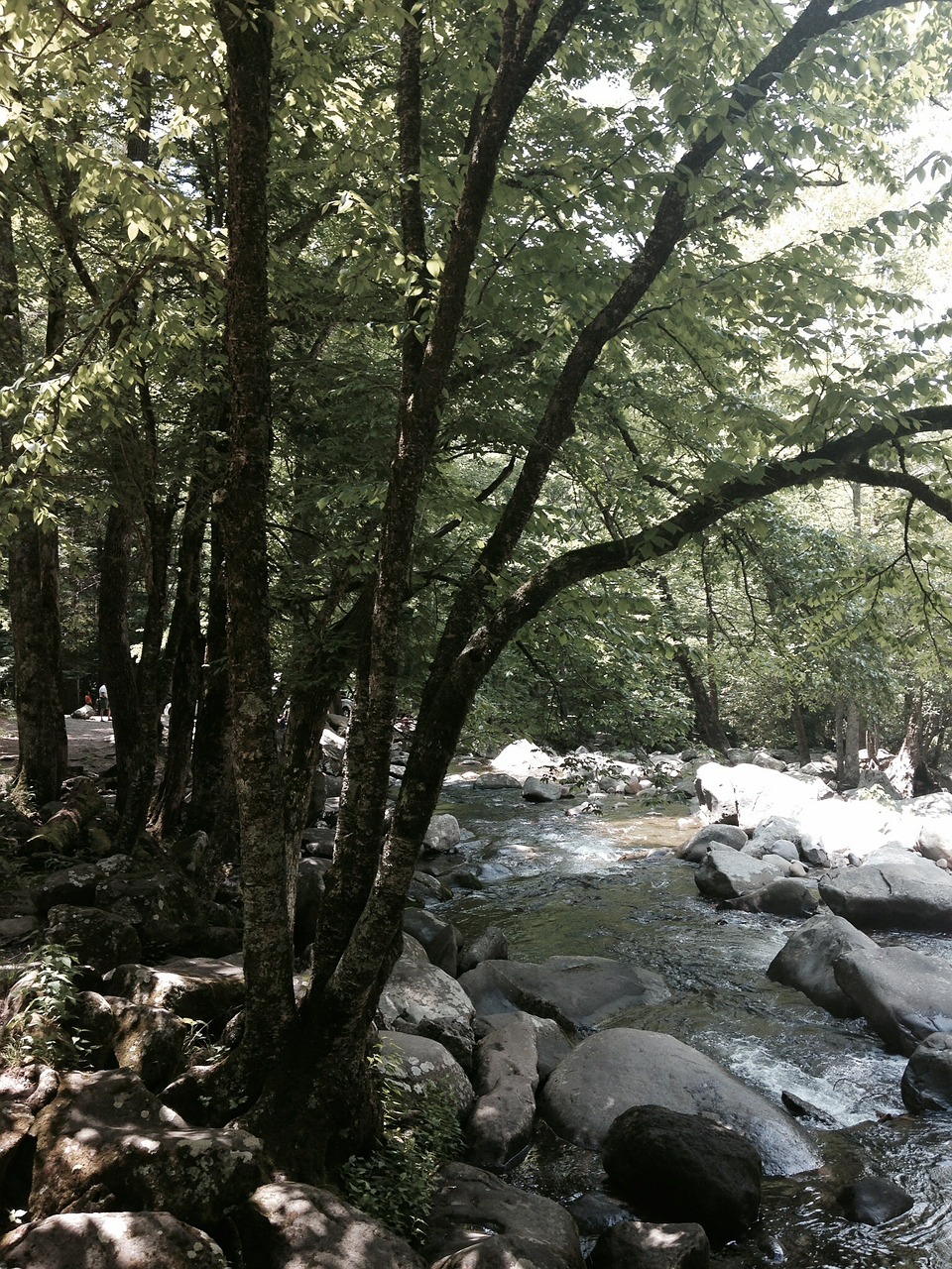 stream tree water free photo