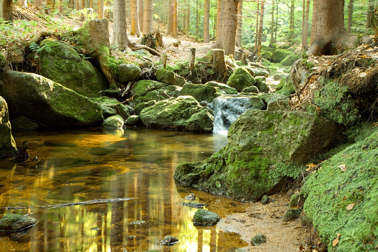 stream  nature  water free photo