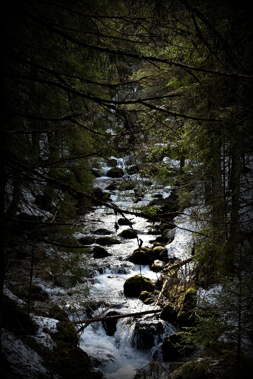 stream  tpn  the national park free photo