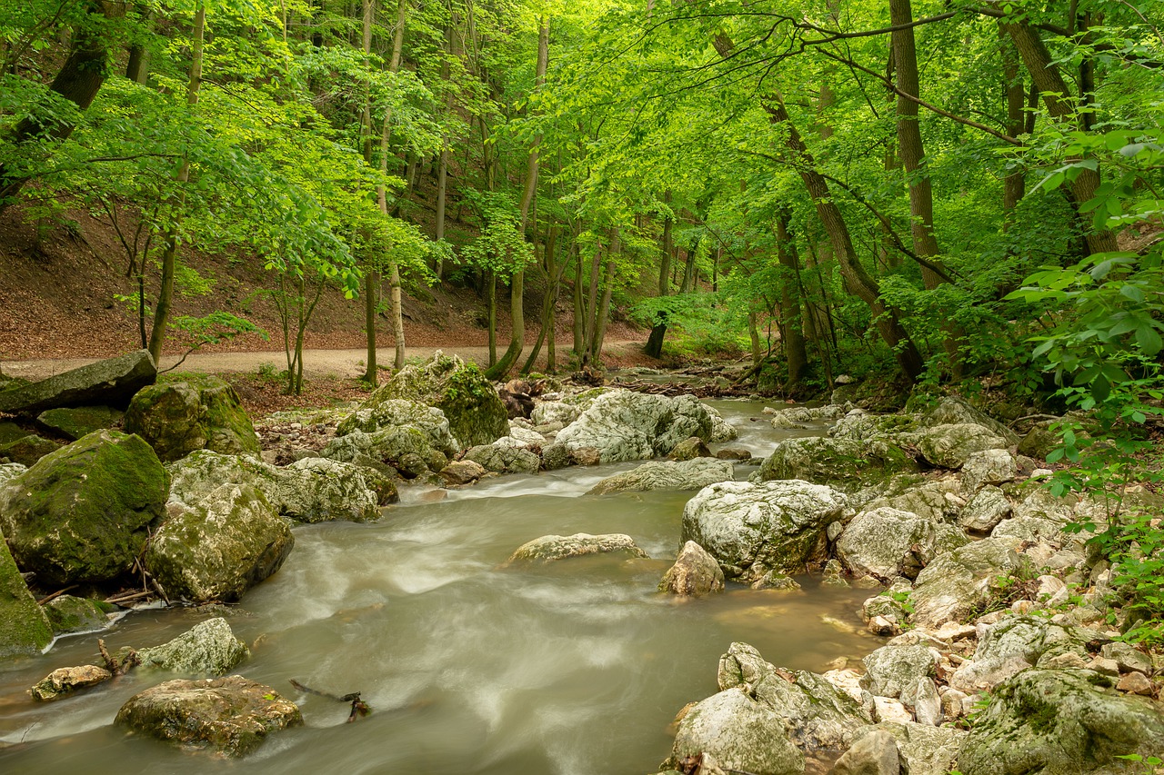 stream  green  forest free photo