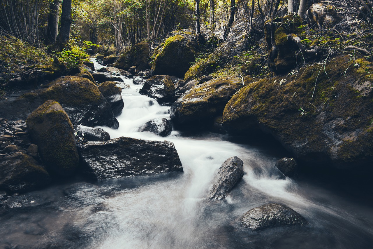 stream flowing forest free photo