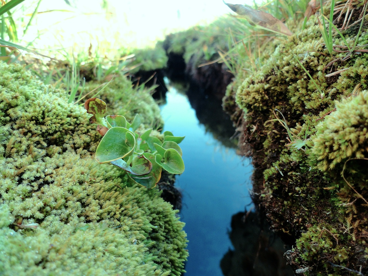 stream alpine mossy free photo