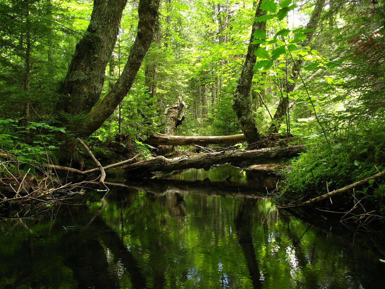 stream forest creek free photo