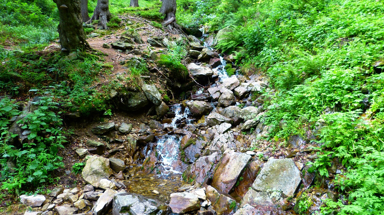 stream forest water free photo