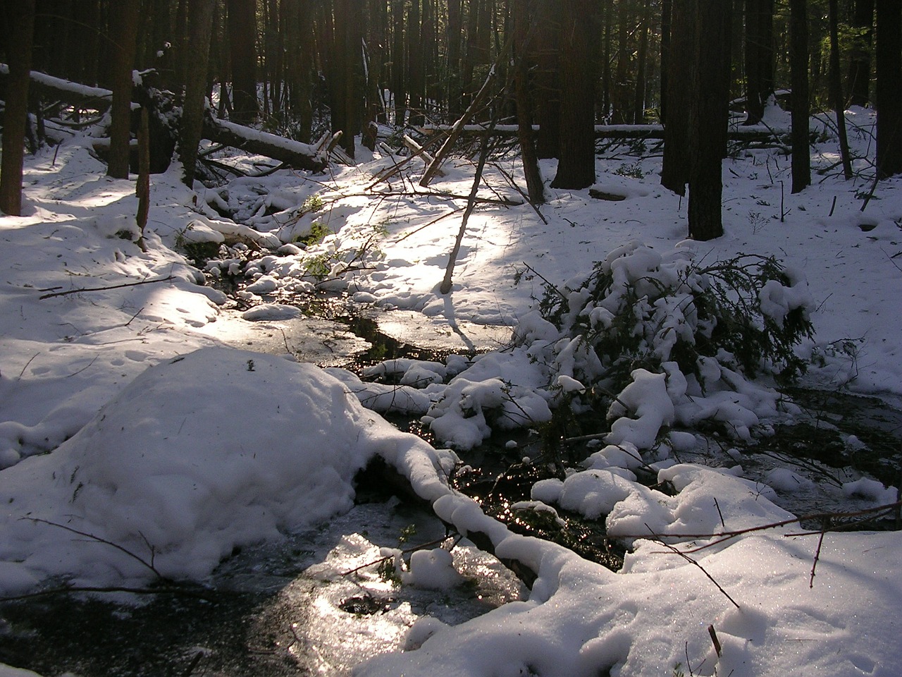 stream winter forest free photo