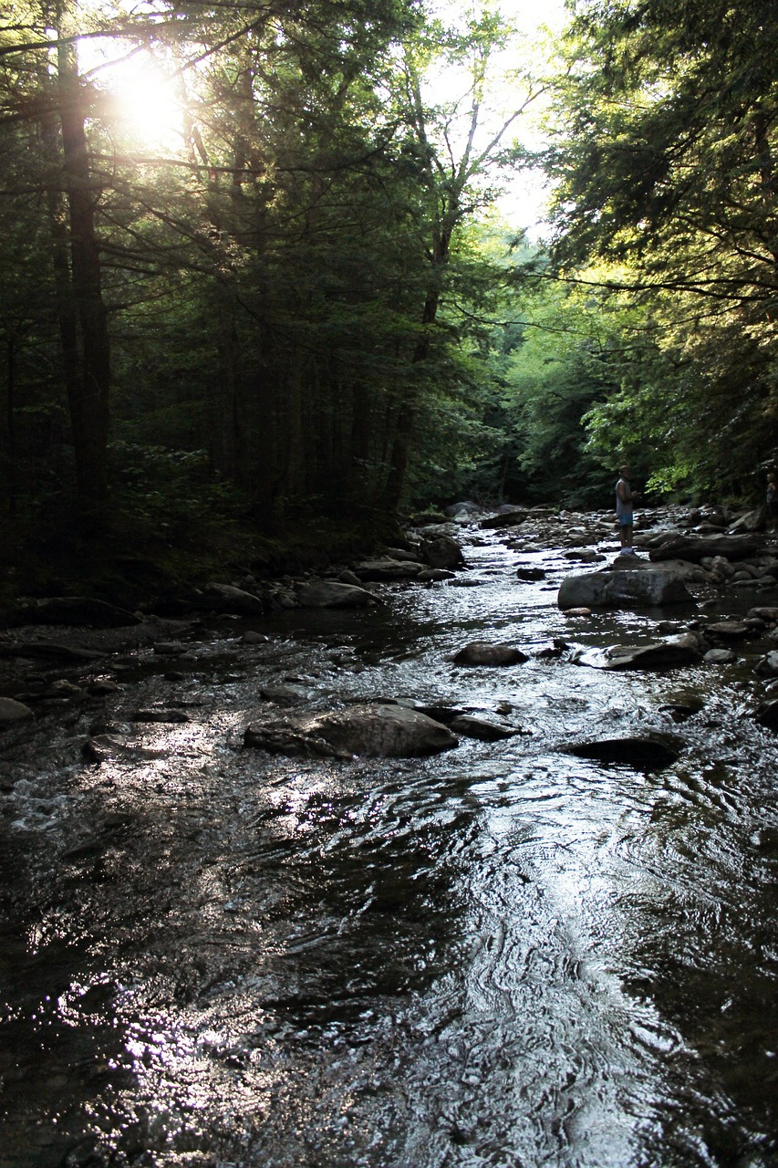 stream rocks sun through trees free photo