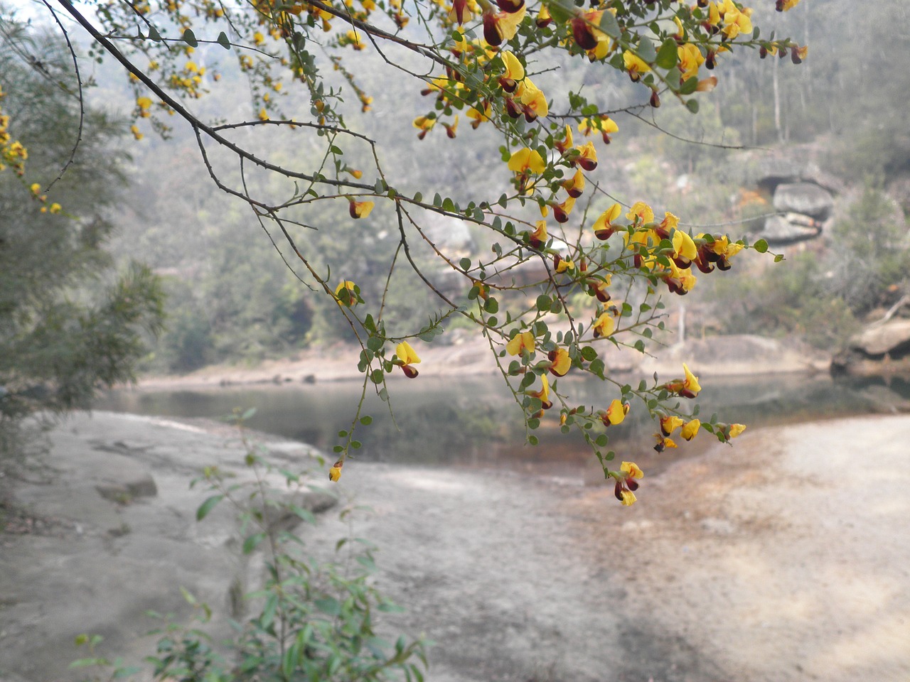 stream mist countryside free photo