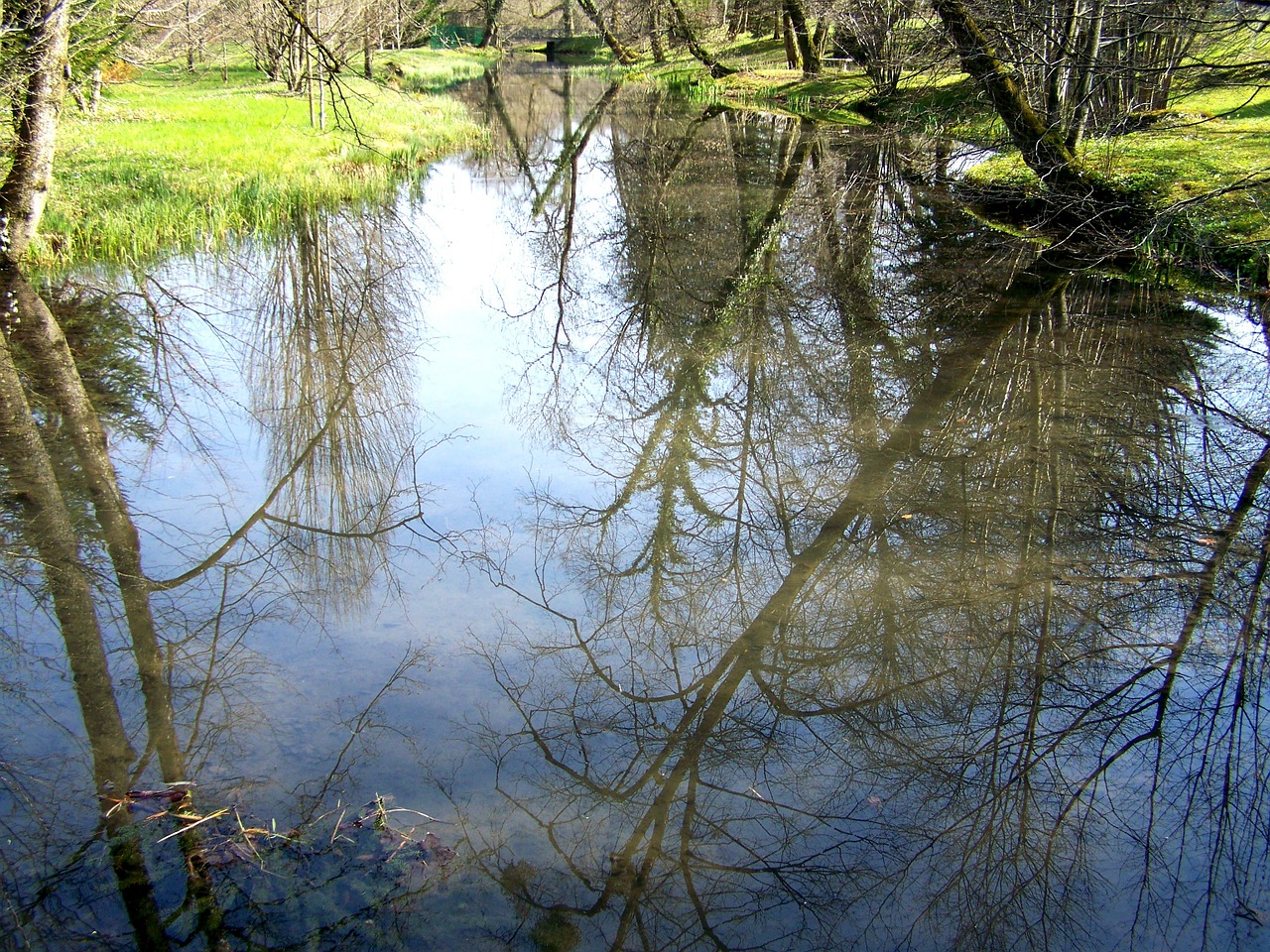 stream reflection of the trees nature free photo