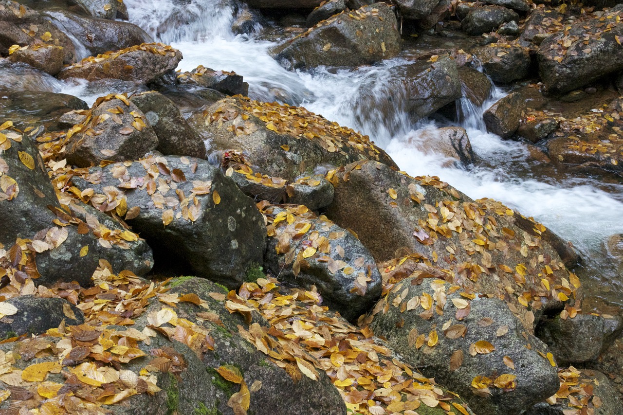 stream creek water free photo