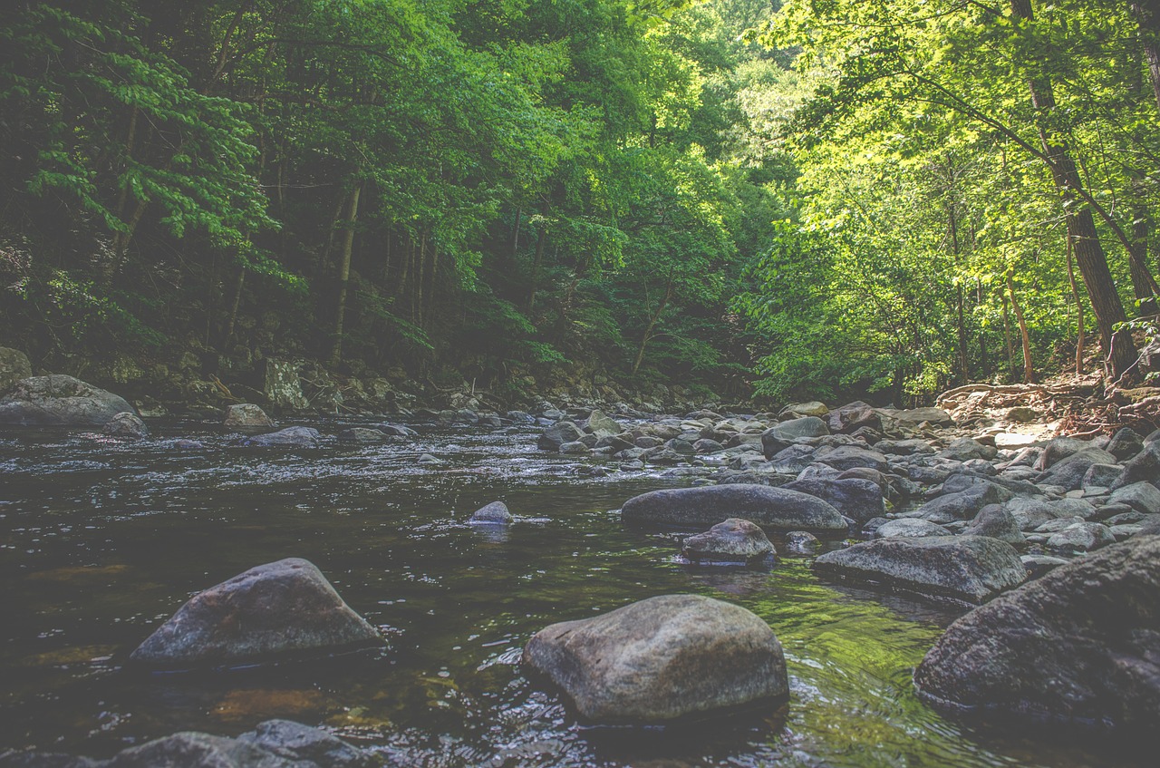 stream creek brook free photo