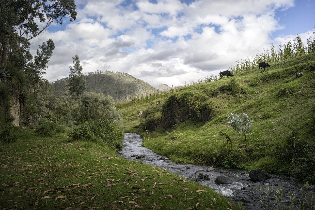 stream creek pasture free photo