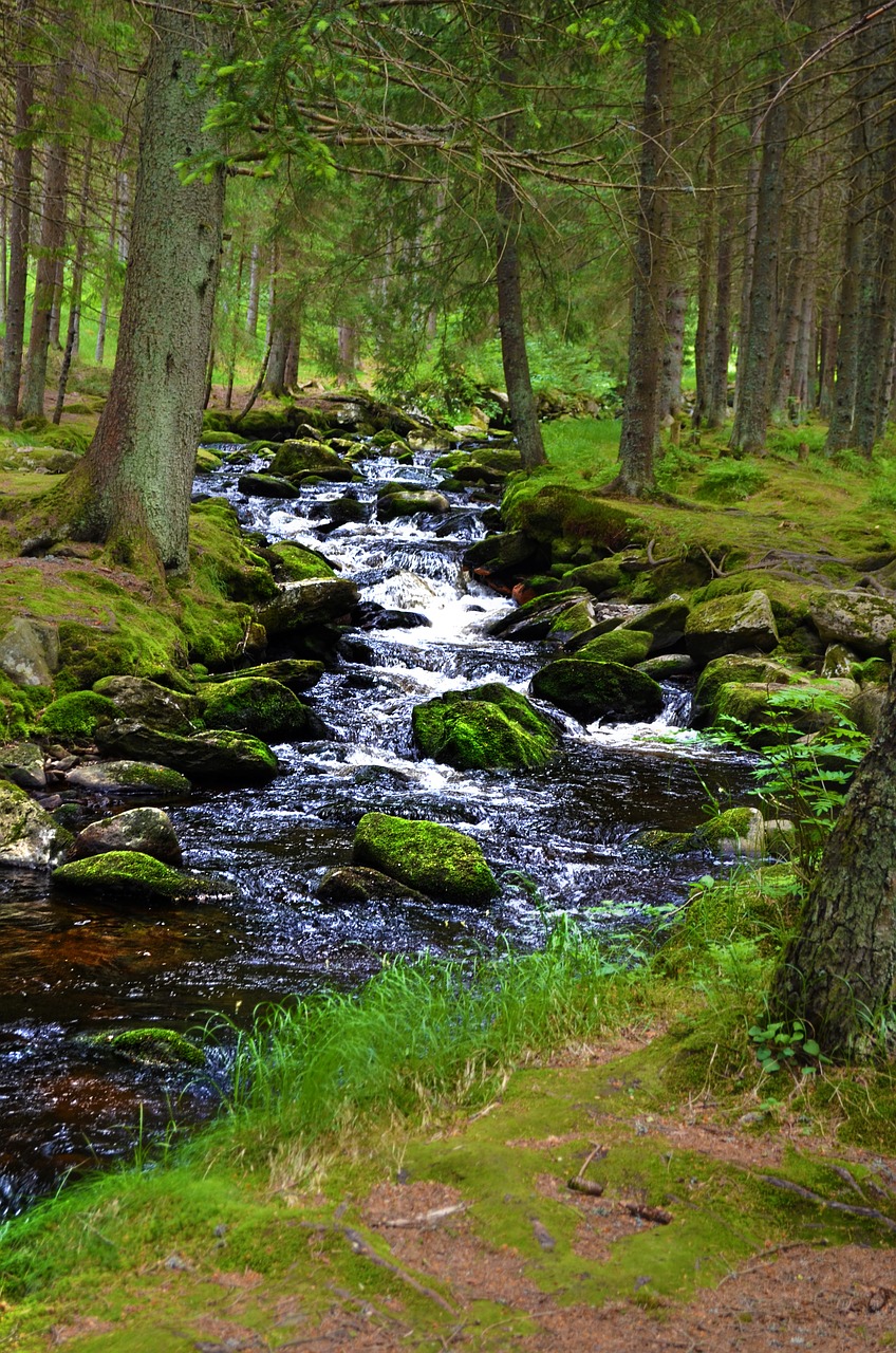 stream nature forest free photo