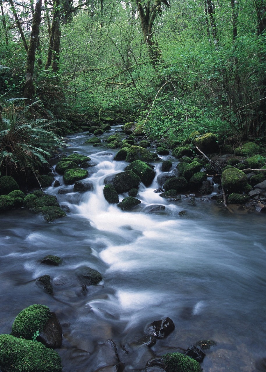 stream wilderness water free photo