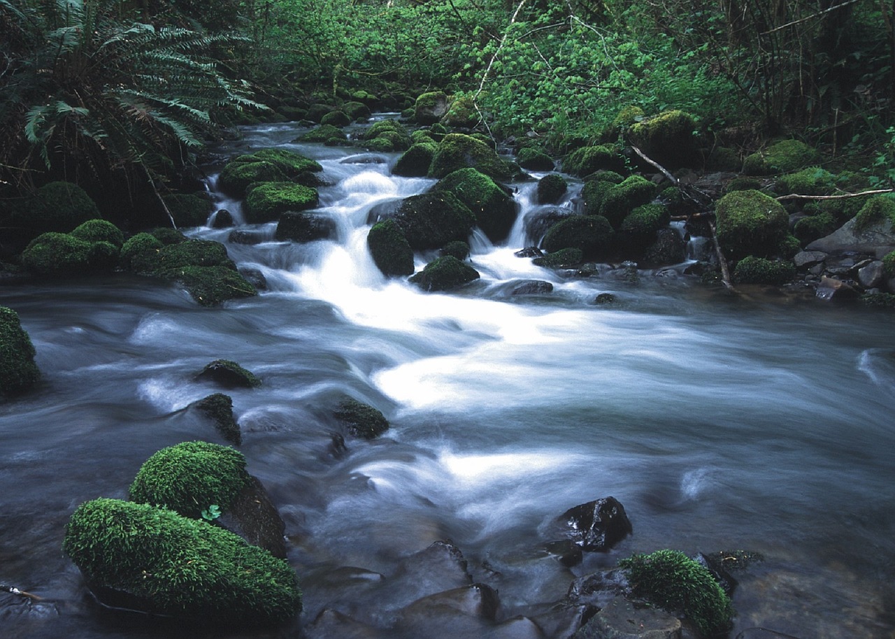 stream wilderness water free photo